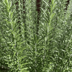 rosemary