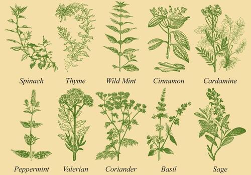 spices and herbs